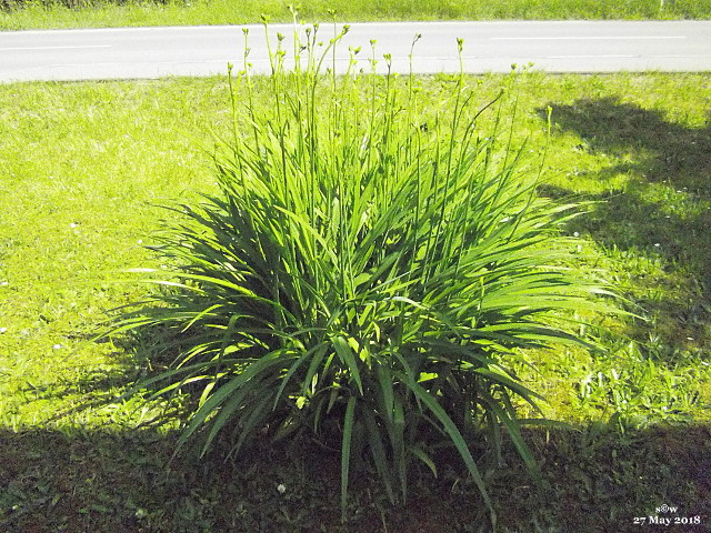 Lilienbusch mit Knospen