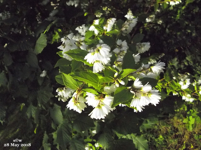 Strauchblüten